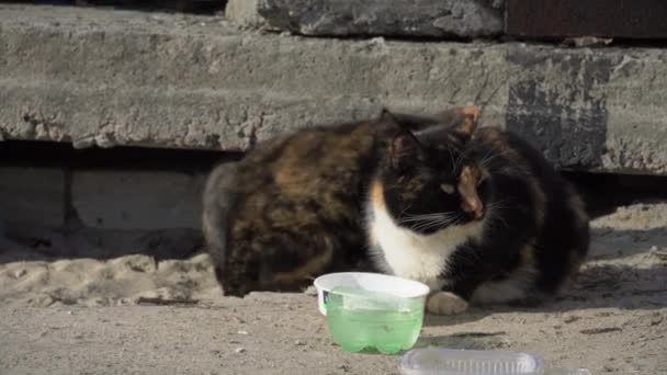 Gatos sin hogar de la calle comen de un tazón sucio en el suelo, en la calle — Vídeo de stock