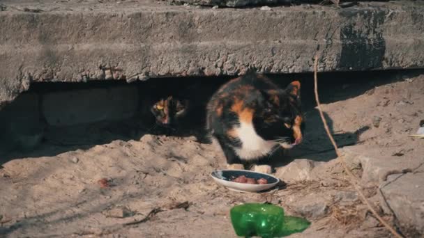 Вуличні безпритульні кішки їдять з брудної миски на землі, на вулиці — стокове відео