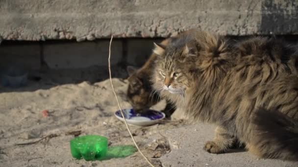 Gatos sin hogar de la calle comen de un tazón sucio en el suelo, en la calle Slow Mo — Vídeo de stock