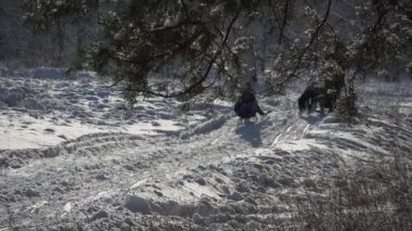 Karlı Orman 'da Bir Spruce Dalında Kar