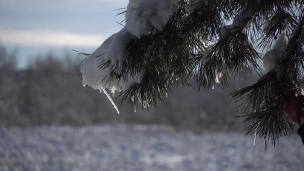 Snow on a Spruce Branch in a Snowy Forest — Stock videók