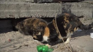 Sokaktaki Evsiz Kediler Sokaktaki Kirli Bovling Toprağından Yiyin
