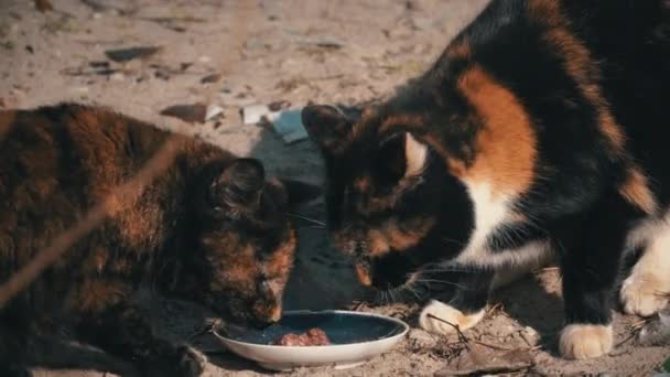 Street Homeless Cats Mangiare da una ciotola sporca a terra, in strada — Video Stock