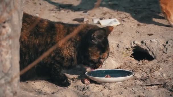 Gatos sin hogar de la calle comen de un tazón sucio en el suelo, en la calle — Vídeos de Stock