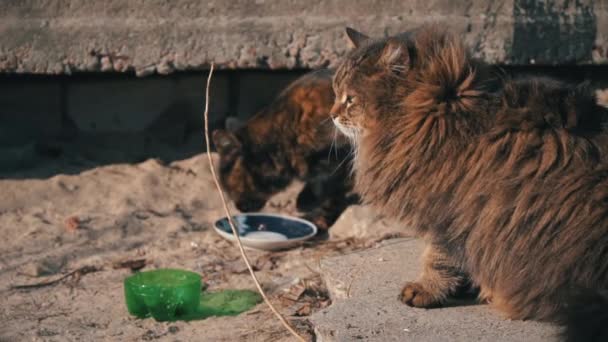 Gatos sin hogar de la calle comen de un tazón sucio en el suelo, en la calle Slow Mo — Vídeos de Stock