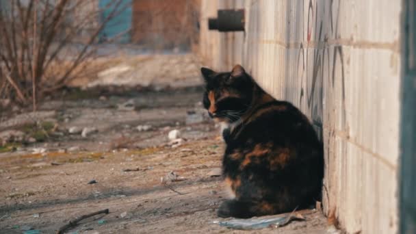 Вуличний бездомний шаббі-кіт на вулиці, на підвалі біля будинку Slow Mo — стокове відео
