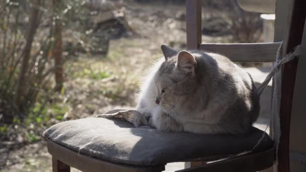 Gato gris sin hogar yace en una silla Shabby en la calle — Vídeo de stock