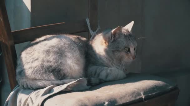 Gato gris sin hogar yace en una silla Shabby en la calle — Vídeos de Stock