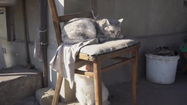 Gato gris sin hogar yace en una silla Shabby en la calle — Vídeo de stock