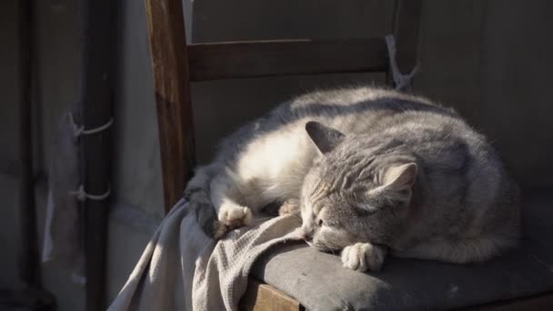 Бездомный серый кот лежит на потрепанном стуле на улице — стоковое видео