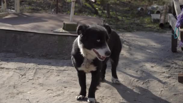 Άστεγος σκύλος βρίσκεται στο μονοπάτι στο δρόμο — Αρχείο Βίντεο