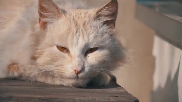 Gato blanco sin hogar yace en una silla Shabby en la calle — Vídeos de Stock