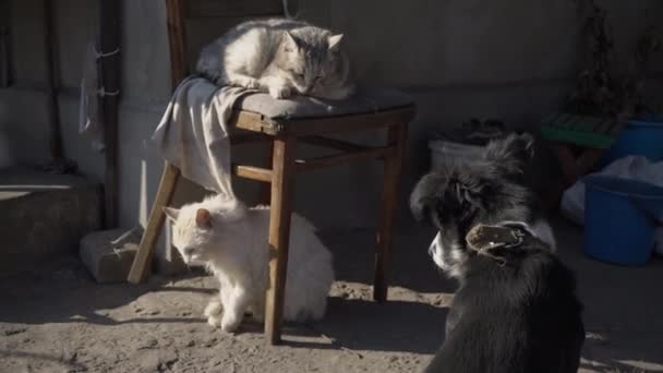 Gatos y perros sin hogar descansan juntos en una calle sucia — Vídeos de Stock