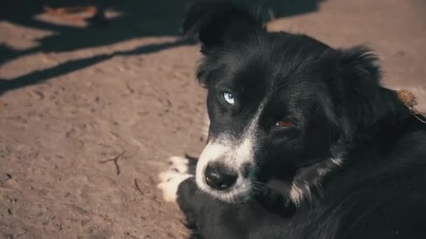 Chien sans abri repose sur le trottoir dans la rue — Video