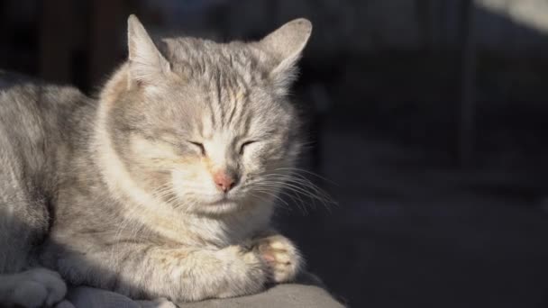 Pisica gri fără adăpost se află pe un scaun Shabby pe stradă — Videoclip de stoc