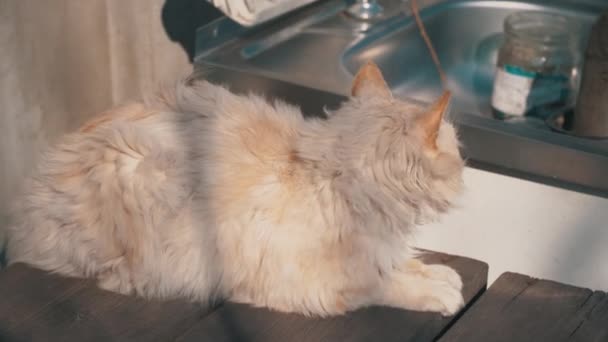 Dakloze grijze kat ligt op een shabby stoel op straat — Stockvideo