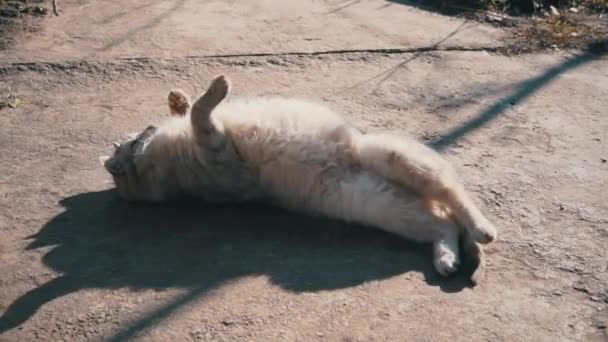Αστέγων Gray Cat Rides in the Sun on the Street — Αρχείο Βίντεο