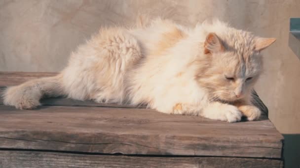 Gato blanco sin hogar yace en una silla Shabby en la calle — Vídeo de stock