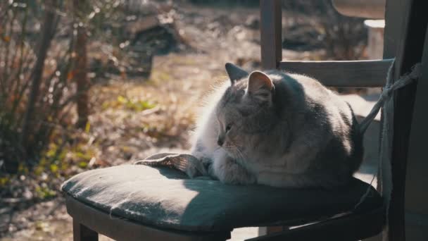 Hajléktalan szürke macska hazudik egy Shabby szék az utcán — Stock videók