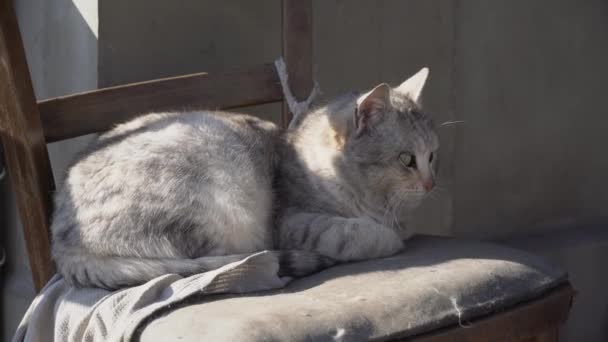 Gato gris sin hogar yace en una silla Shabby en la calle — Vídeos de Stock