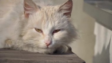 Evsiz Beyaz Kedi Pejmürde bir sandalyede yatıyor