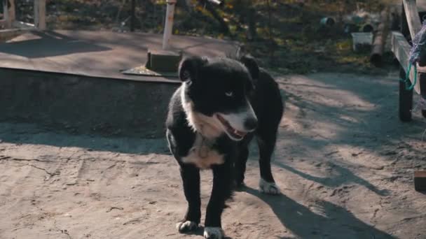 Hemlösa hundlögner på trottoaren på gatan — Stockvideo