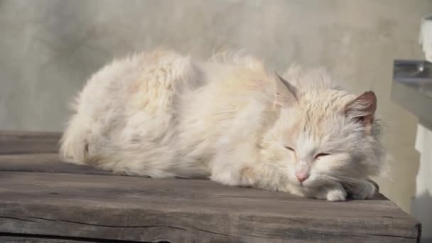 Obdachlose weiße Katze liegt auf einem schlafenden Stuhl auf der Straße — Stockvideo