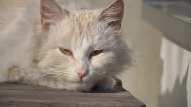 Gato blanco sin hogar yace en una silla Shabby en la calle — Vídeos de Stock