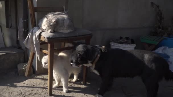 Hajléktalan macskák és kutyák együtt pihennek egy mocskos utcán. — Stock videók