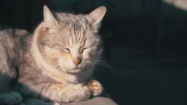 Evsiz Gri Kedi Pejmürde bir sandalyede yatıyor