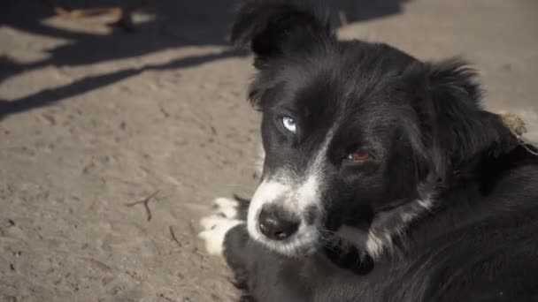 Безпритульний собака бреше на тротуарі на вулиці — стокове відео