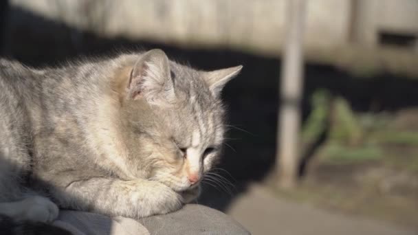 Sem-teto cinza gato mente em uma cadeira Shabby na rua — Vídeo de Stock