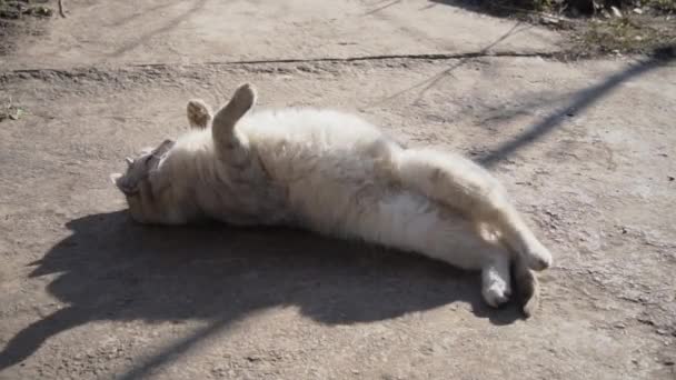 Hemlösa grå katt rider i solen på gatan — Stockvideo