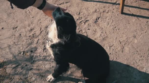 Cão sem-teto mente no pavimento na rua — Vídeo de Stock