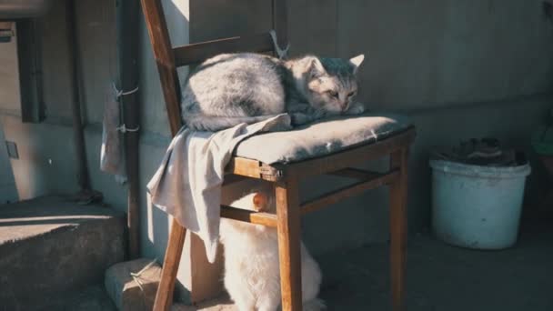 Šedá kočka bez domova leží na ošuntělé židli na ulici — Stock video