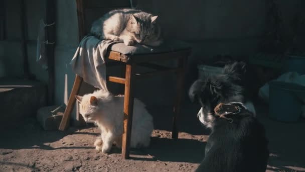 Cães e gatos desabrigados descansam juntos em uma rua suja — Vídeo de Stock