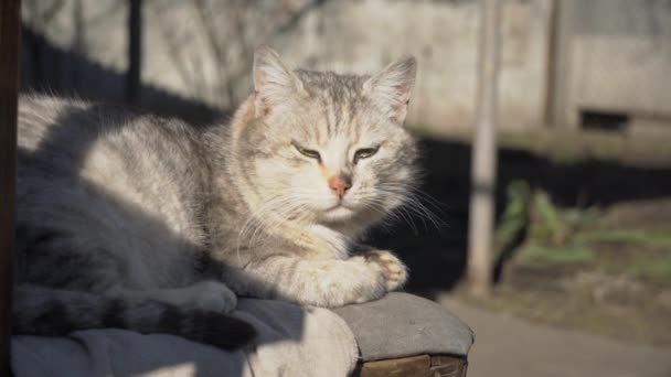 Gato gris sin hogar yace en una silla Shabby en la calle — Vídeos de Stock