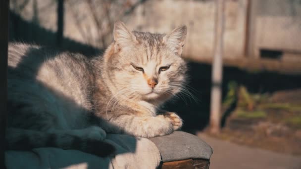 Gato gris sin hogar yace en una silla Shabby en la calle — Vídeos de Stock