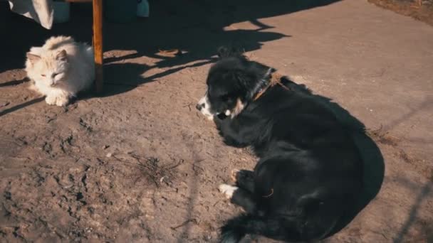Gatos y perros sin hogar descansan juntos en una calle sucia — Vídeos de Stock