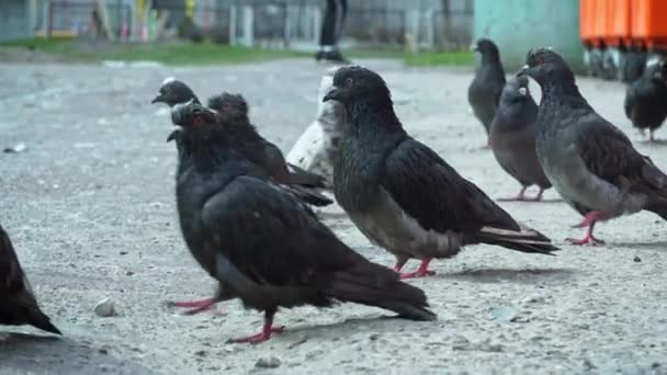 Городские дикие голодные голуби собрались в куче у мусорных баков — стоковое видео