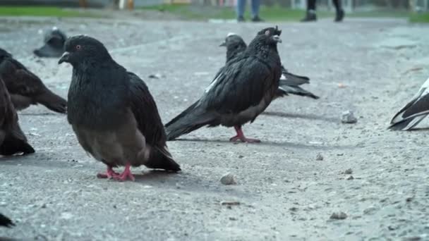Городские дикие голодные голуби собрались в куче у мусорных баков — стоковое видео