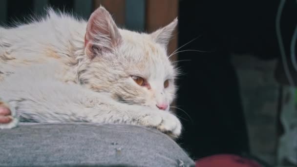 Obdachlose Katze liegt auf zerrissenem dreckigen Stuhl im Hof — Stockvideo