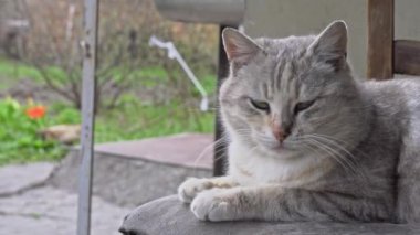 Evsiz Kirli Kedi Yard 'da Yırtık Bir Sandalyede Yatar
