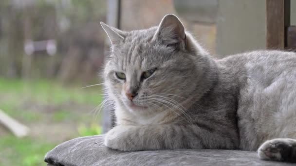 Бездомный Грязный Кот лежит на порванном грязном стуле во дворе — стоковое видео