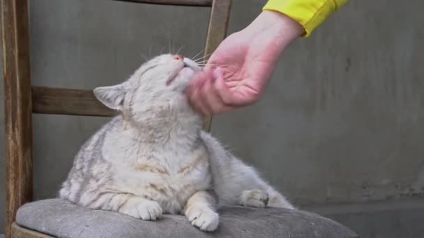 Vrouwen Hand slaat een dakloze vuile kat op een gescheurde stoel — Stockvideo