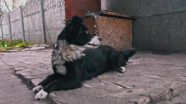 Perro blanco y negro con diferentes ojos en una cadena cerca de la cabina es Frolic — Vídeos de Stock