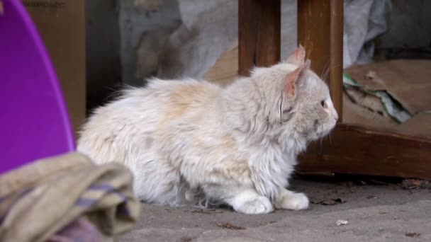 ホームレスダーティ猫は庭でトーンダーティアスファルトに横たわっています — ストック動画