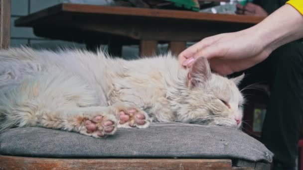 女人的手在扭伤的椅子上碰一只无家可归的脏猫 — 图库视频影像