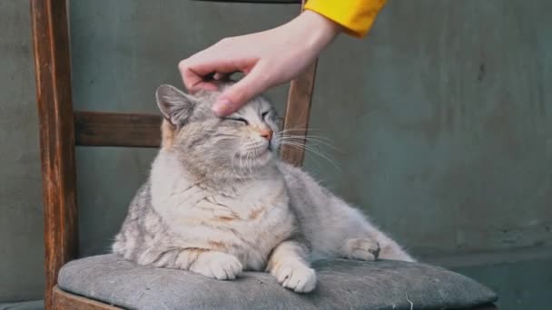 Το χέρι μιας γυναίκας χαϊδεύει μια άστεγη βρώμικη γάτα σε μια σκισμένη καρέκλα. — Αρχείο Βίντεο