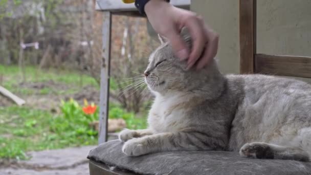 Vrouwen Hand slaat een dakloze vuile kat op een gescheurde stoel — Stockvideo